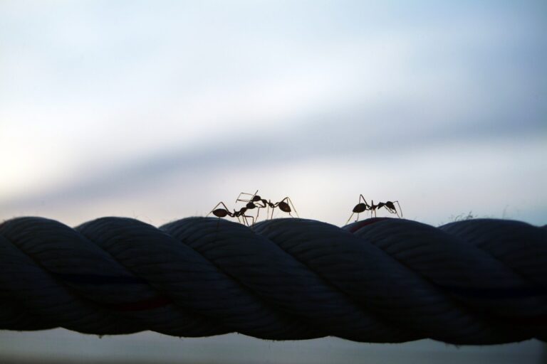 Ants on the rope