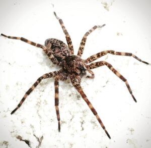 Brown recluse spider