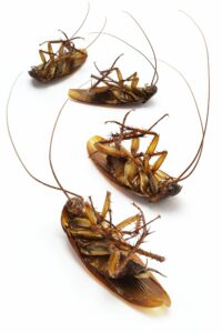Dead cockroaches