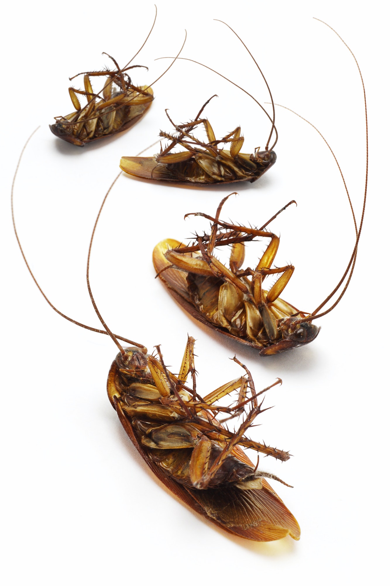 Dead cockroaches