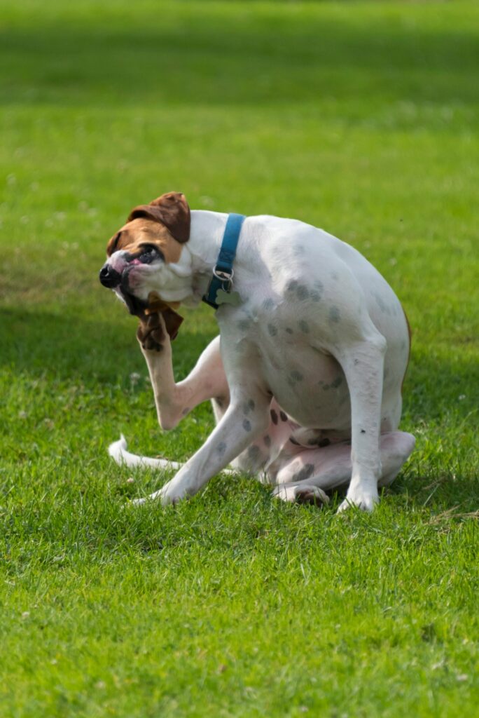 Dog Scratching