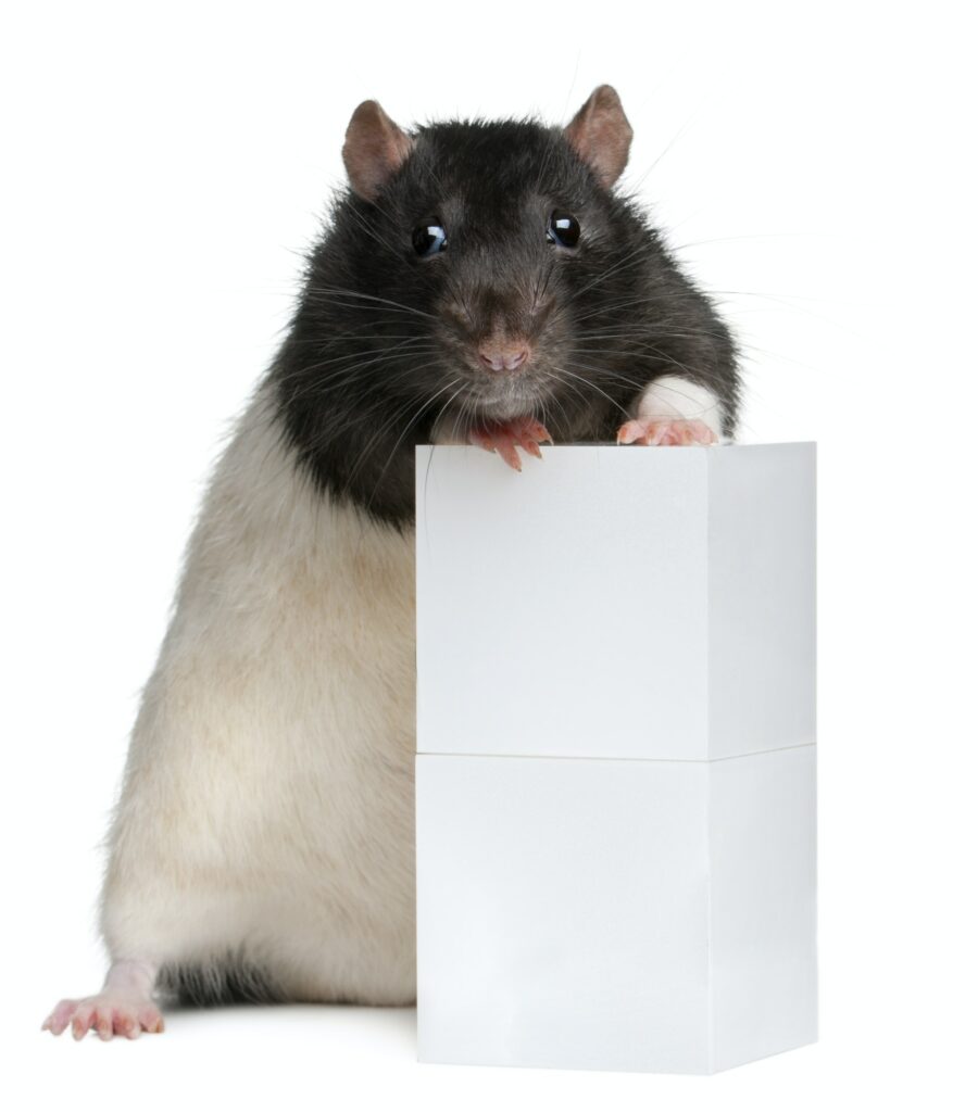Fancy Rat, 1 year old, standing against box in front of white background
