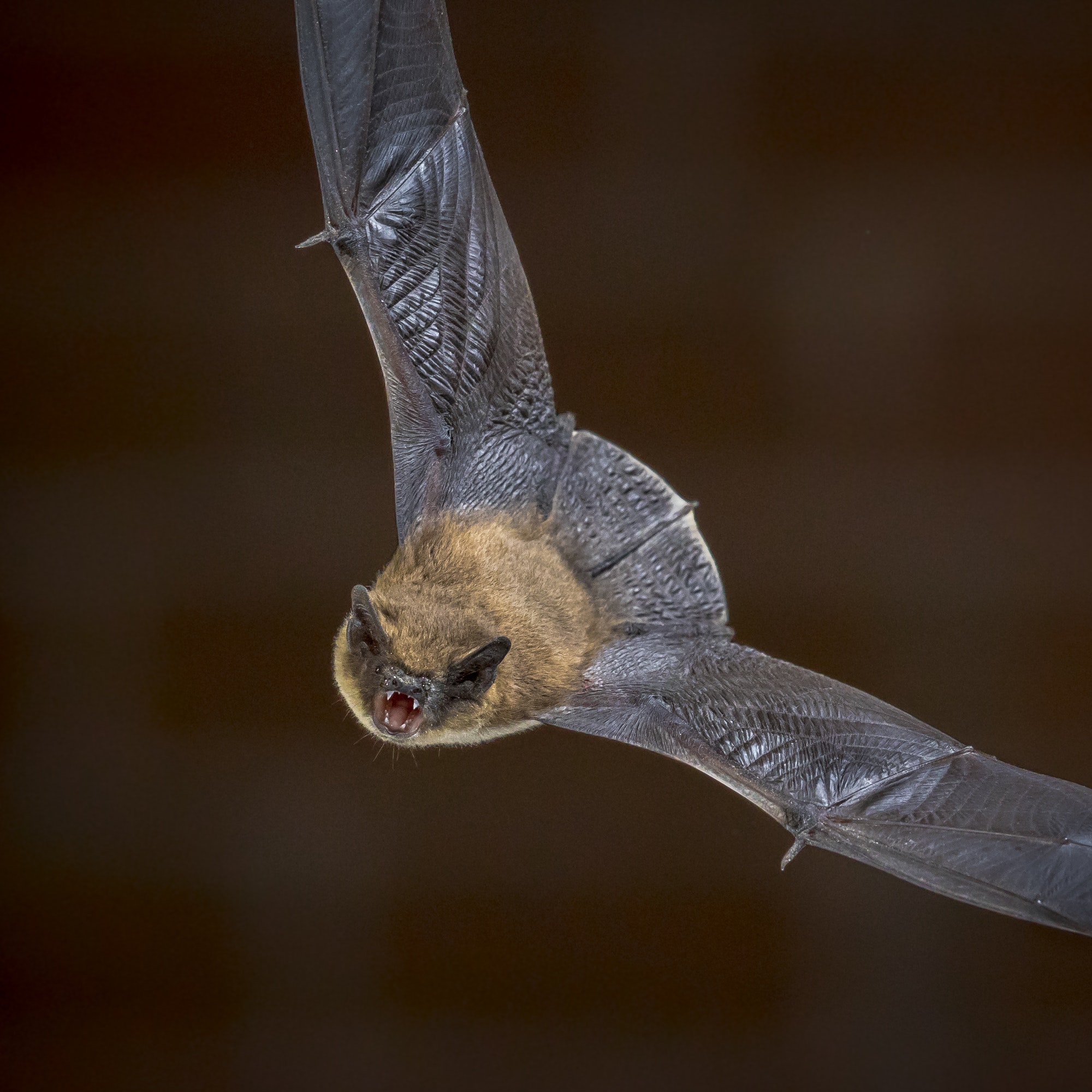 Flying Pipistrelle bat in front of brick wall square