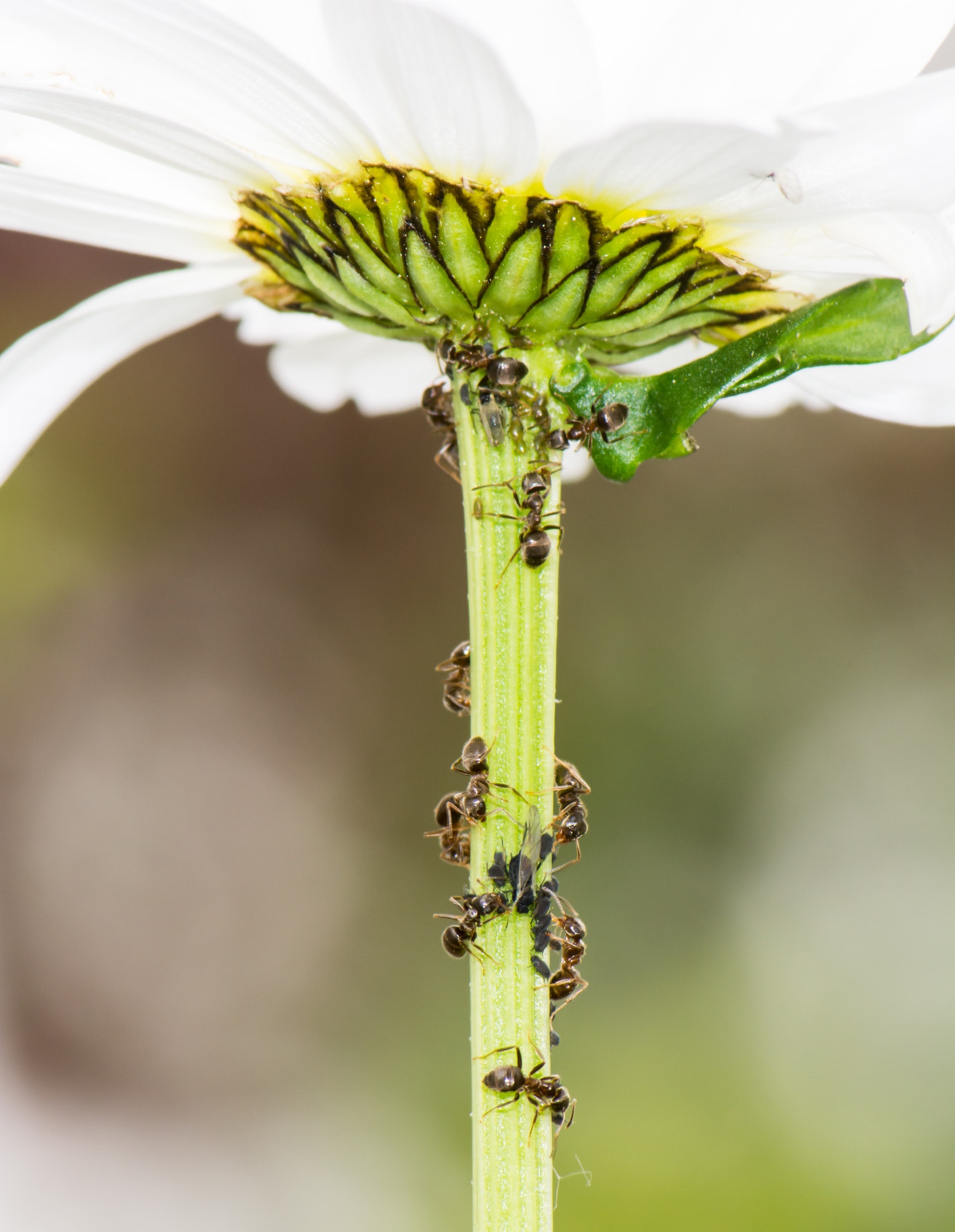 Lice and Ants