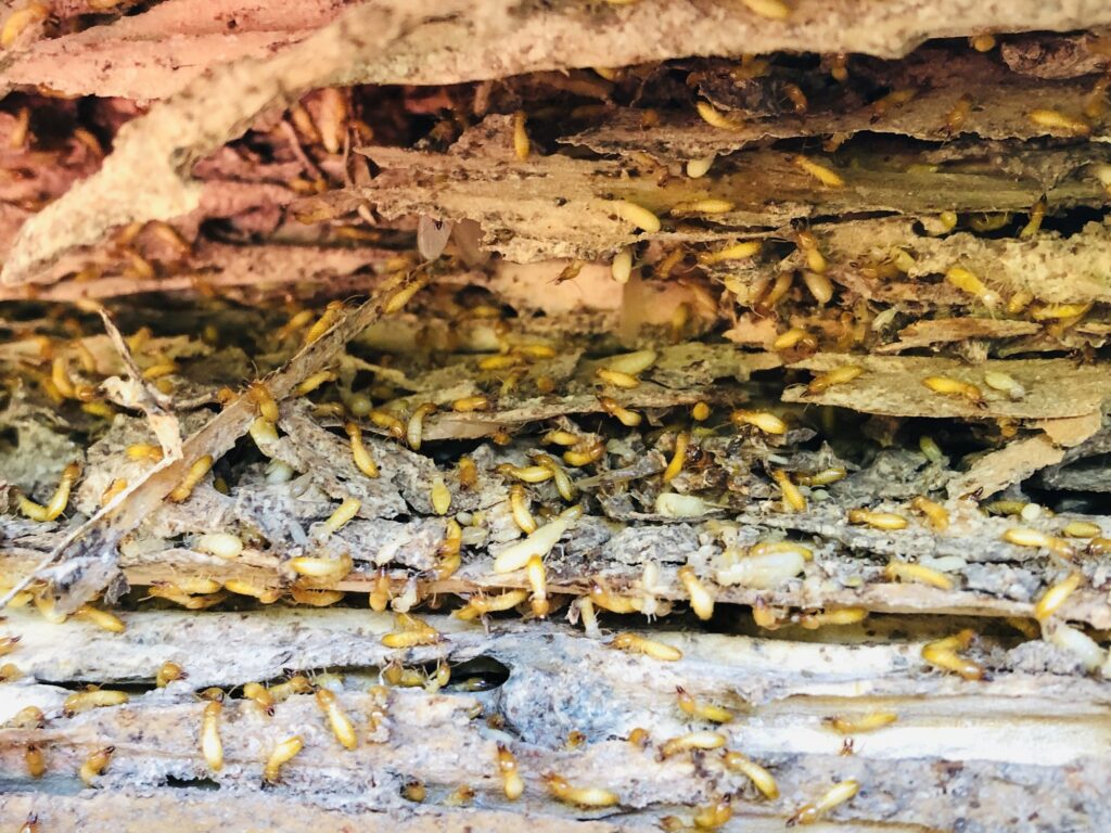 Subterranean Termites Working