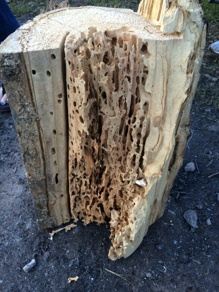Termite infested log