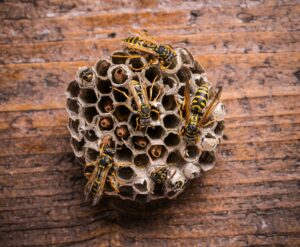 Wasps in comb