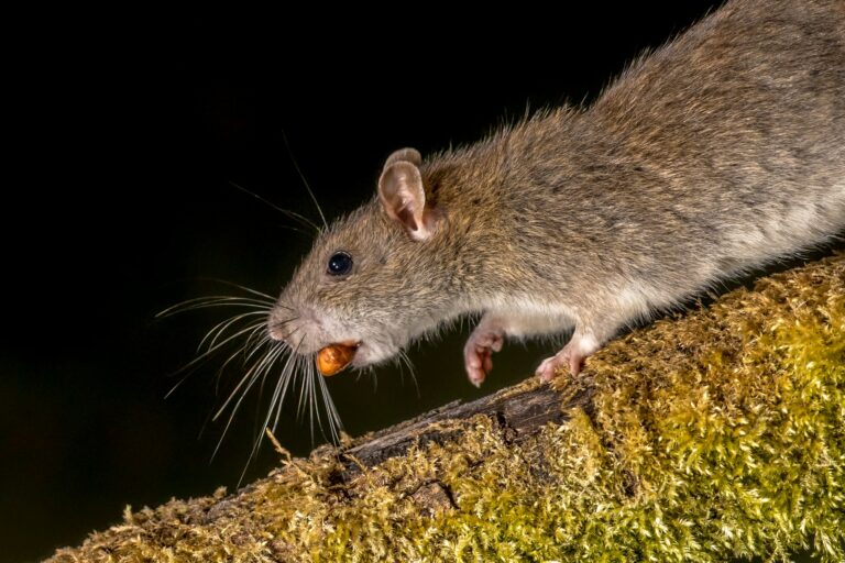 Wild Brown rat with nut