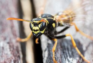 A monsoon evicts the yellowjackets. Guess where they go…