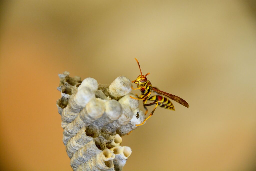 yellow jacket pest control service