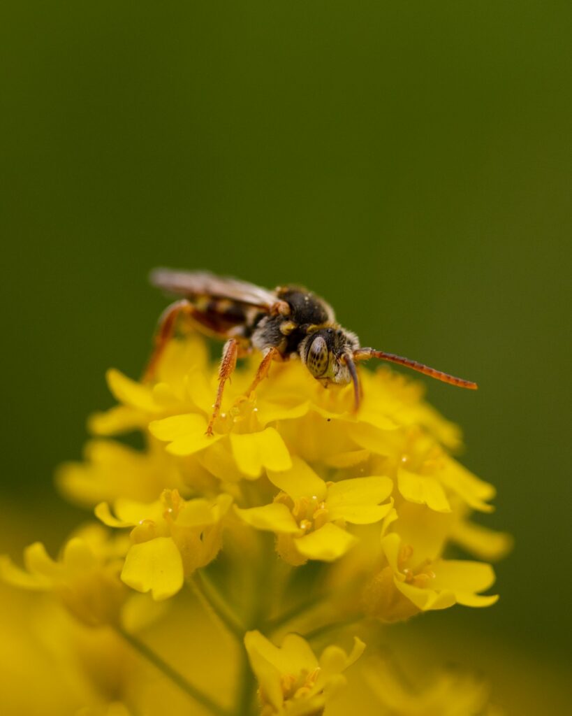 Yellow Bee Pest Control