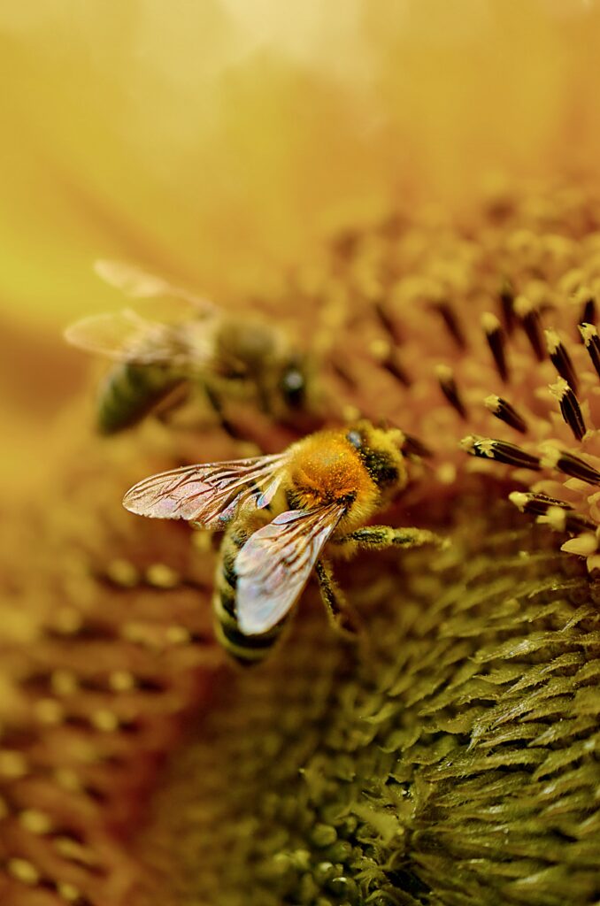 yellowjacket from a honeybee