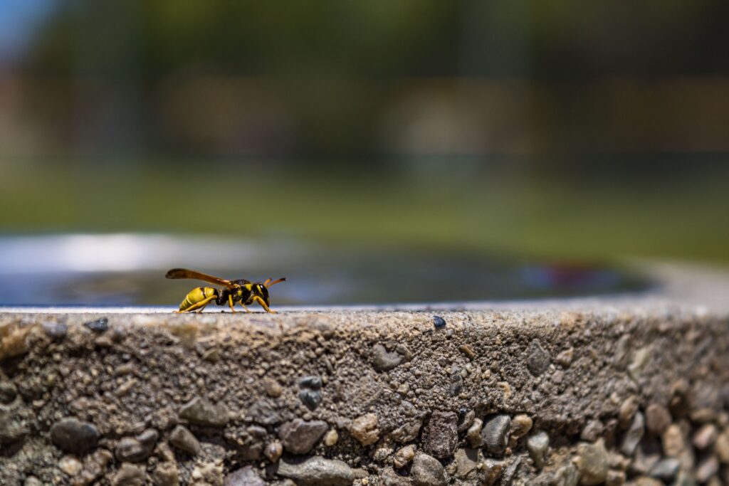 yellowjacket pest control company