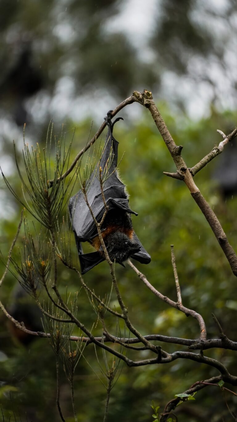 bat control company