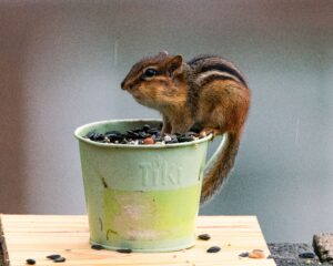 Cute, Until They Move In: What To Do About Chipmunks In Rim Country