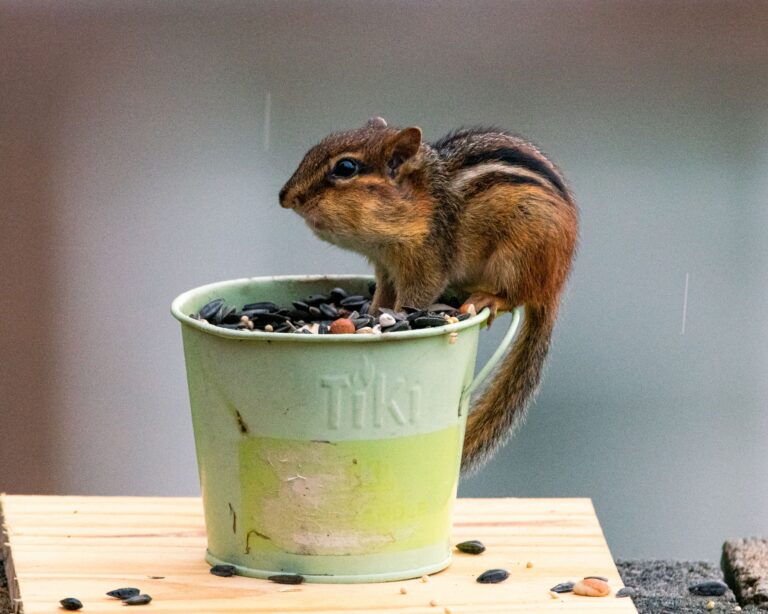 Cute, Until They Move In: What To Do About Chipmunks In Rim Country
