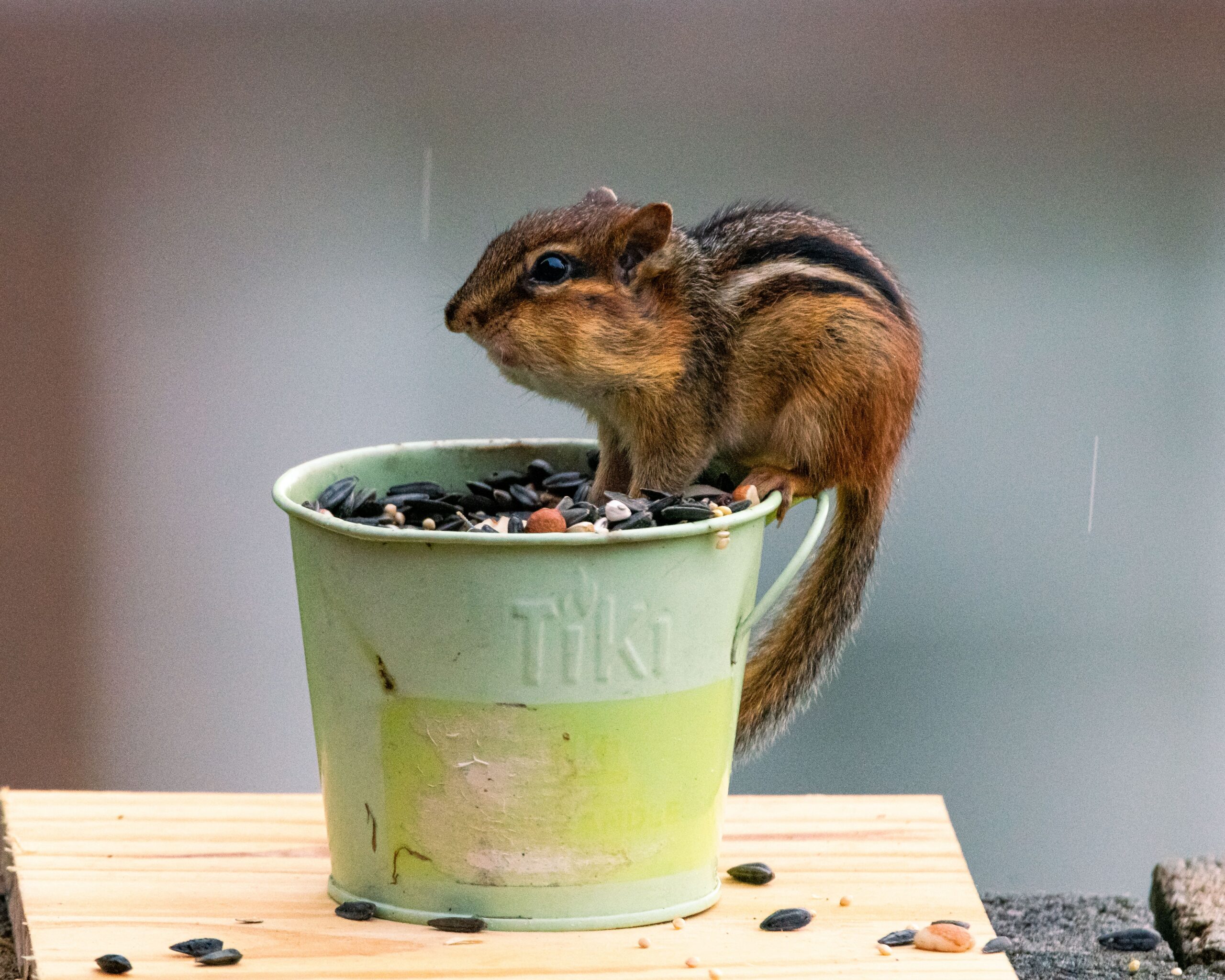 Cute, Until They Move In: What To Do About Chipmunks In Rim Country