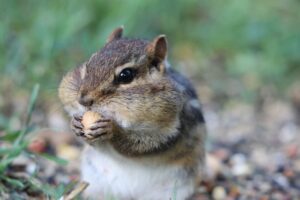 chipmunk control Payson
