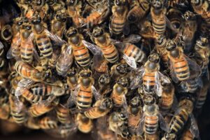 Found a swarm of bees? Why we save them instead of spraying them