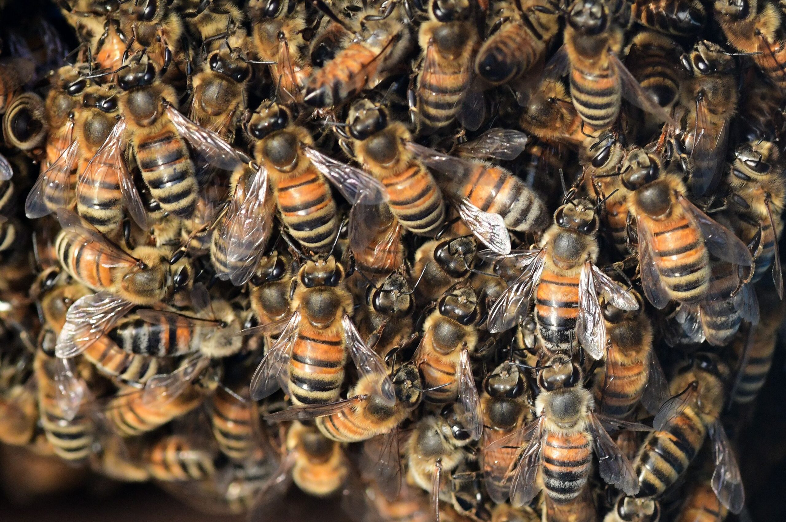 Found a swarm of bees? Why we save them instead of spraying them