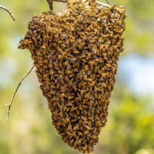 First, is it a swarm or a hive?